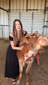 7.6K views · 105 reactions | Therapy is great but have you ever tried cuddling a cow?  @rachel__lawal #calvaryfarms #sanantonio #sanantoniotexas #cowcuddles #cowcuddling Things to do in San Antonio, Texas | Cow cuddles | pang_bang | Facebook