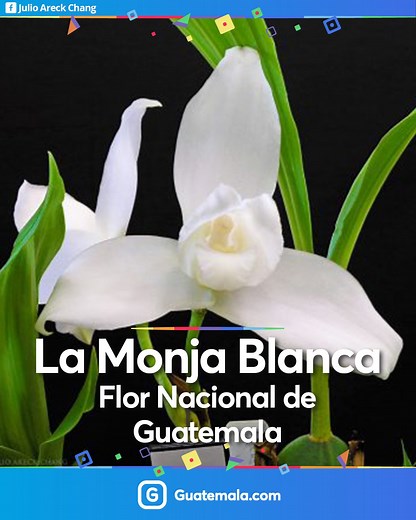 ¡Hoy es el Día de la Monja Blanca! 💛 Una hermosa orquídea que además es nuestra flor nacional. 😍 ¡Conoce algunos datos curiosos! 🙌 #QuéChilero | Guatemala.com