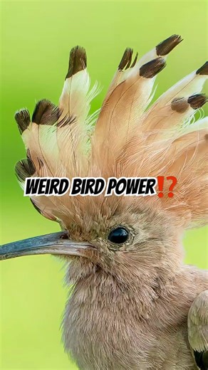Hoopoe Facts: The Bird With a Crown and a Stinky Superpower!💪