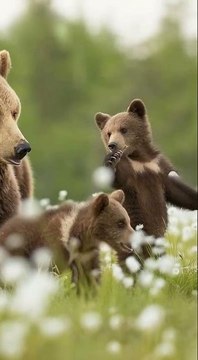 "Adorable Bear Family Exploring the Wild 🐻❤️ | Nature’s Beautiful Moments"