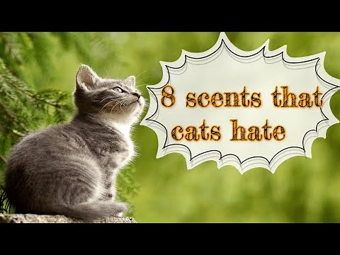8 Scents Cats Hate and Fear at Home – Keep Your Cat Safe!
