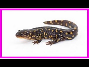 Tiger salamander care