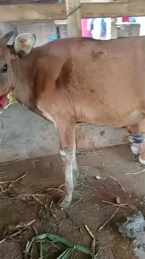 7,5 nego tipis #fyp #animals #cow #reels #viral | Slamet Farem