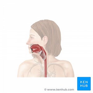 Pharynx (Rachen)