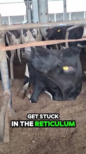 Why Farmers Put Magnets Inside Cows? 🐄 #cow #uniquefacts #informative