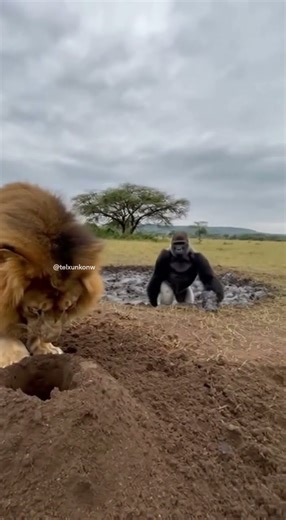 Lion & Gorilla | Most Unexpected Wildlife Moment Ever (AI Short)
