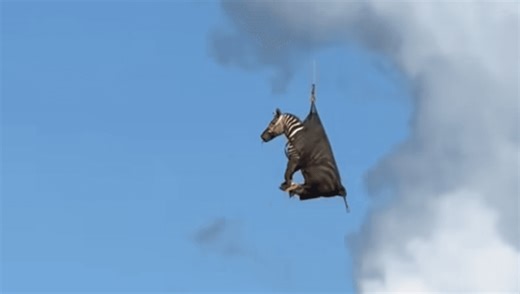 Ed The Zebra's Escape Escapade Ends With Undignified Helicopter Flight