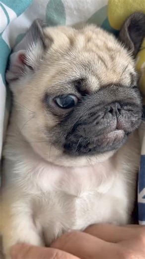 Puppy got mad at me when I looked at his teeth 🤣 Cre: bonus.1684 | Pug Overload