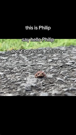 Meet Philip: The Chill Frog of Nature