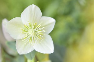 クリスマスローズの育て方！栽培時期や剪定方法・増やし方もご紹介！｜育て方Labo(育て方ラボ)