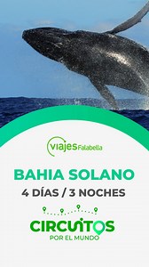 Viaja con todo incluído y conoce las maravillas del pacífico colombiano 🌊☀️ #bahiasolano #ballenas #pacifico #avistamiento #circuito #viajesfalabella | Viajes Falabella Colombia