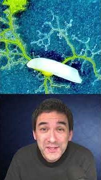 🔬 Slime Mold looking for food