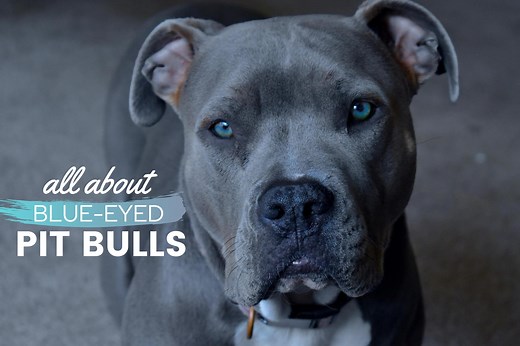 Pit Bulls With Blue Eyes: Health, Risks, Pictures, Care, Tips & FAQs - Canine Bible