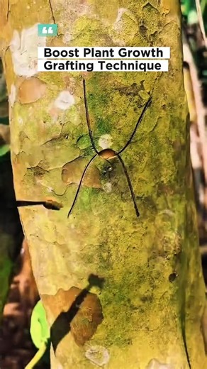 Grafting Technique Explained: Boost Plant Growth Like a Pro!