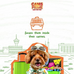 13 reactions | Are you planning for a new travel goal and you're planning to bring your fur babies with you? Here are some tips to keep them safe when travelling. ✈️李 Feed them with love and shop Canis Prime below:  Shopee: https://bit.ly/3mE4MBv  Lazada: https://bit.ly/38twBHN  Excel Mall: https://bit.ly/3nkHwJc #CanisPrime #FeedThemWithLove #AdultDogFood | Canis Prime Adult Dog Food | Facebook