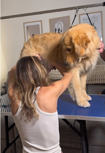Grooming Your Golden Retriever at Home