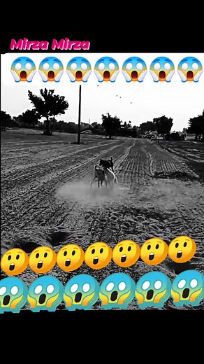 Steel door aggressive fight 😱😱😱😱😱😱😲😲😲 | Mirza Mirza