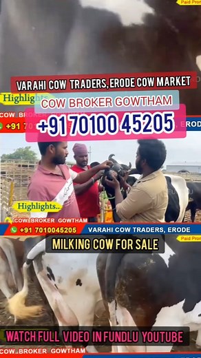 Varahi Cow Traders ERODE COW MARKET Cow Broker Gowtham 91 7010045205 #cows #milkingcow #cowforsale #cowreels #cowshorts #shorts #Reels Watch Full video in fundlu https://youtu.be/UjSteUphryI | Fundlu Business Videos Promo