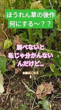 ほうれん草の後作…調べんと分からん😅 💦