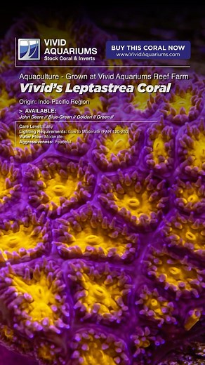 Immerse yourself in the captivating beauty of our Toxic Cyphastrea...