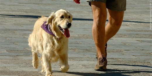 Good Question: Why do dogs’ tongues hang out?