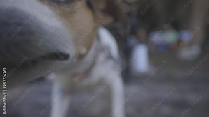 beautiful small dog sniffs approaching the camera, captured with canon eos R, C-log raw 8bits color. 1920x1080 HD