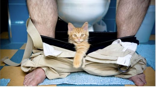 Katzenpsychologie: Was es bedeutet, wenn Ihre Mieze Ihnen auf Schritt und Tritt folgt