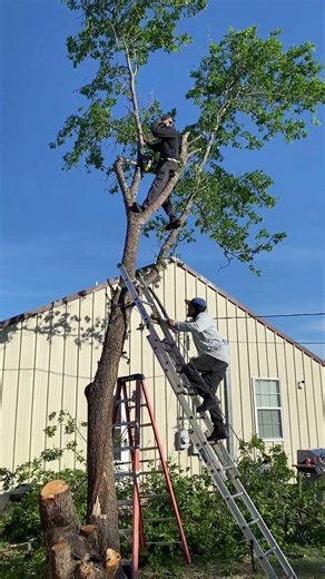 Green Rosies’Tree Services (316) 405-3866 (Part 9) Professionals at work-DO NOT try this at home)