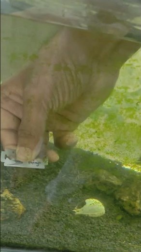 The Ultimate Guide to Cleaning Aquarium Algae Naturally and Effectively