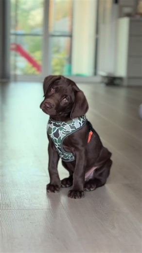 Adorable Chocolate Lab Puppy Head Tilts
