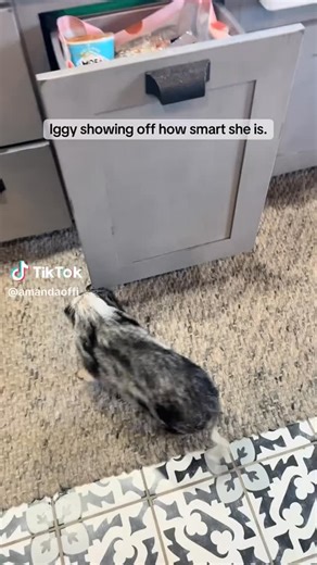 1.1K views · 165 reactions | Great job, Iggy! It’s been a while. I can’t believe you’re already 5 years old! #iggy #pig #oink #azmicrominipigs #minipigs #farm #pigsofinstagram #pigs | AZ Micro Mini Pigs | Facebook