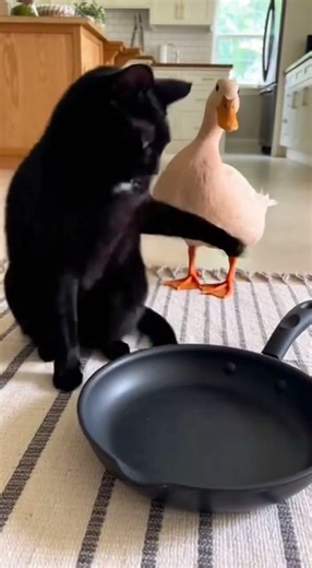 Cat and Duck Playing Together – Cutest Friendship Ever 🐱🦆