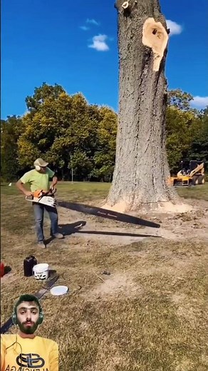 Massive Chainsaw Takes Down a Giant Tree || #treecutting