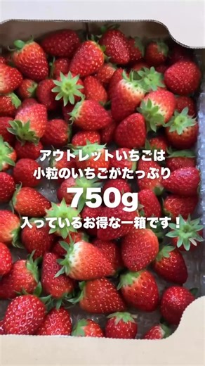 ミガキファーム🍓宮城いちご狩り🍓農園直営カフェ&ショップ on Instagram: "今週末はバレンタインデー💝 MIGAKI FARMでは ミガキイチゴのお酒やお菓子も人気ですが 毎年スタッフがセレクトしている チョコやギフトアイテムも人気なんです✨ 週末に向けコーナーもさらに充実させました🍫✨ ミガキイチゴも毎日入荷しています！ 🍓ミガキイチゴ各グレード 🍓粒の大きさ・形色々「訳ありいちご」 🍓小粒たっぷり「アウトレットいちご」 ショップでのお買い物だけでも大歓迎です🍓✨ さらに！！ 今週末は「いちご狩りハウス内」でも アウトレットいちごの販売会も実施します🍓 📅2/14(土)、2/15(日) 📍いちご狩りハウス内特設会場(変更の場合はSNSでお知らせ) ✅アウトレットいちご箱販売🍓 小粒のいちごをたっぷり750g (通常のいちごパックで3パック分)詰めました！ 🍓そのまま食べても 🍓ジャムやシロップにしても 🍓お菓子作りにも たっぷり惜しみなく使えます✨ MIGAKI FARMからバレンタインの愛を込めて 1000円(税込/現金のみ)でご提供します