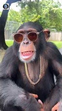 Amazing Similarities Between Human And Chimpanzees