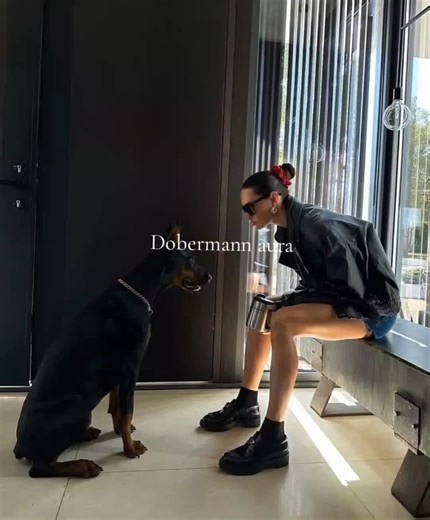 Exploring the Majestic Aura of the Dobermann Breed