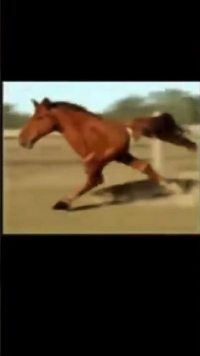 Two Leg Horse Running ll Meme ll All Meme Here