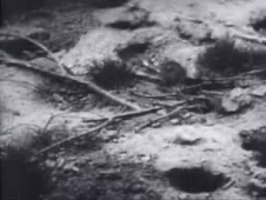 John B. Calhoun's Preliminary Rat Study Funded by Rockefeller Foundation