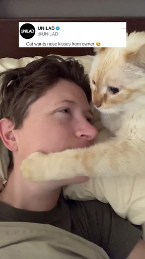Cat Kisses Compilation - Cute and Heartwarming Moments