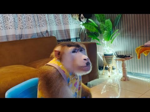 beruk jumbo KENKEN abis kawin ,nonton tivi 🐒🥰