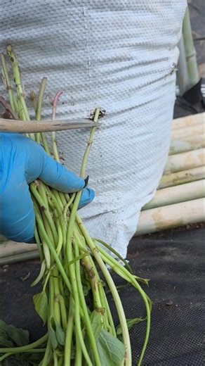 Planting sweet potatoes in sacks #WeekendFarm