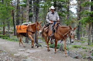 Mule train helps Colorado Parks & Wildlife restore rare Hayden Creek cutthroat to mountain stream