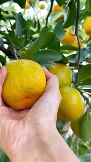 How sweet can homegrown oranges get? This harvest is so refreshing! 🍊