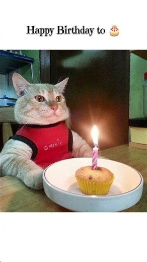 Sach batao...?🤨agar dekha 👀#cat #catmemes #trending #shorts #happybirthday #shortfeed #funny #memes