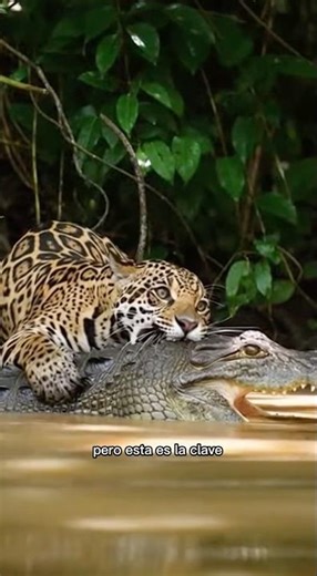 This is how a jaguar hunts a crocodile… impressive 😨🐆🐊
