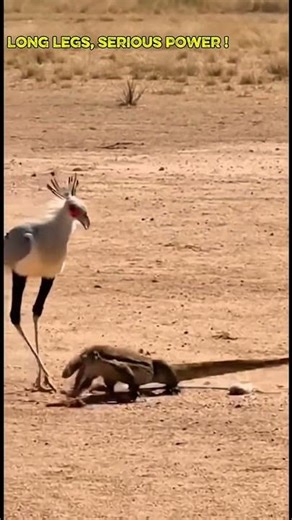 Secretarybird vs Savannah Monitor — One Precision Kick on the Savanna