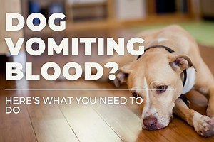 Dog Vomiting Blood? Here's What You Need to Do
