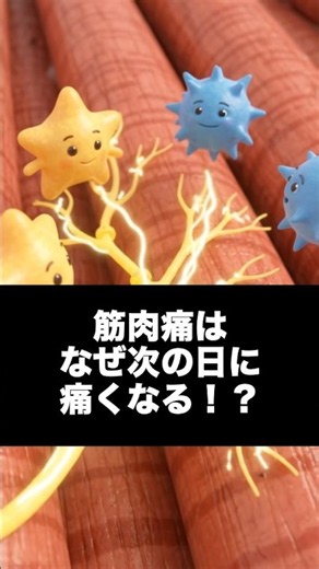 筋肉痛はなぜ次の日に痛くなる！？｜神経が敏感になる仕組みを3D解説 ＃筋肉痛 ＃次の日 ＃解説