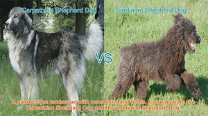 Exploring the Carpathian Shepherd Dog and Sardinian Shepherd Dog
