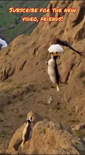 The moment an eagle attacks a herd of goats. #eagle